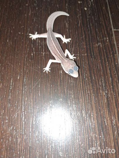 Ящерица эублефар