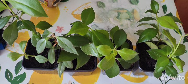 Эсхинантус жар птица