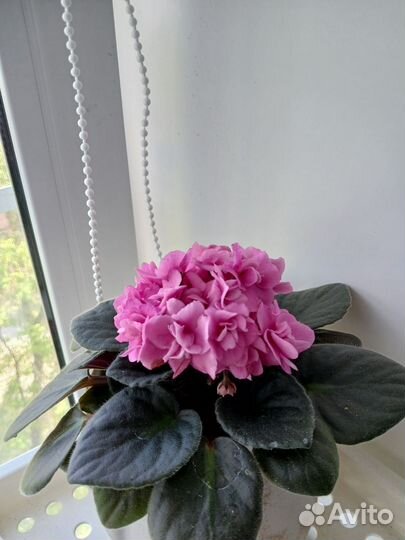 Орхидея, фиалки