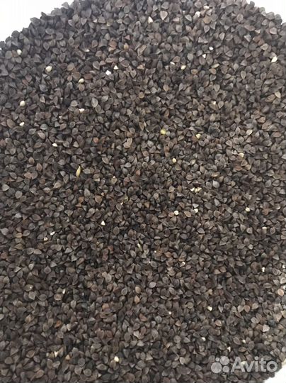 Гречиха семена, Медоносы Сидераты