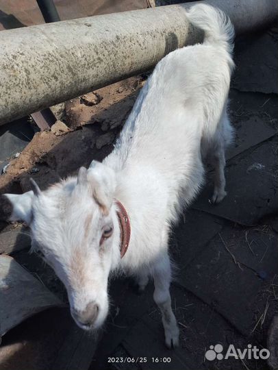 Домашнее животное