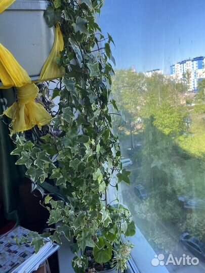 Хелера плющь