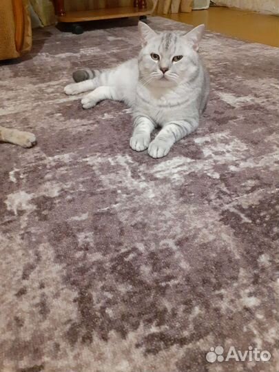 Шотландский кот вязка