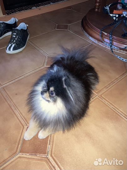 Померанский шпиц вязка