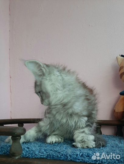 Котик ns22, шадет линии, полидакт 66/66