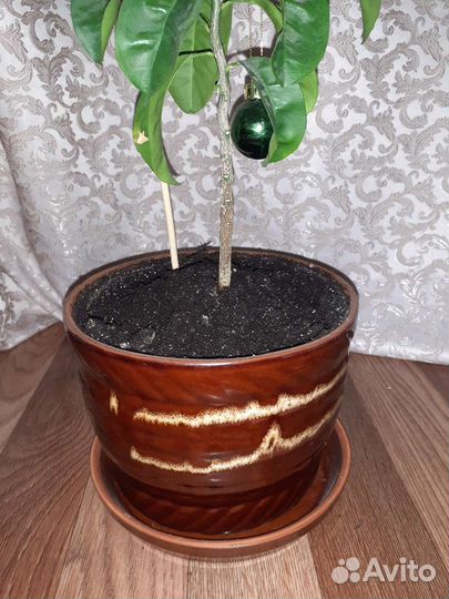 Мандариновое дерево 55см с горшком