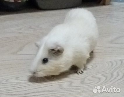 Отдам в добрые руки морскую свинку