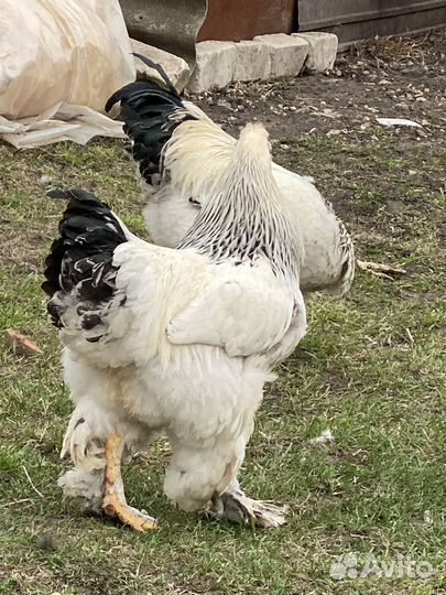 Петухи Брама