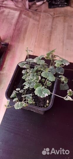 Черенки.лофос.пудра.вербейник.чабер