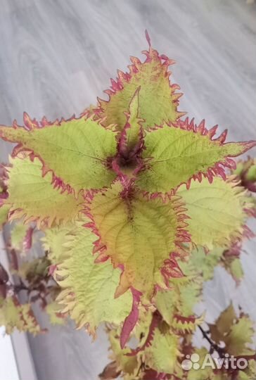 Колеусы вегетативные