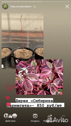 Декоративные садовые кустарники и хвойники