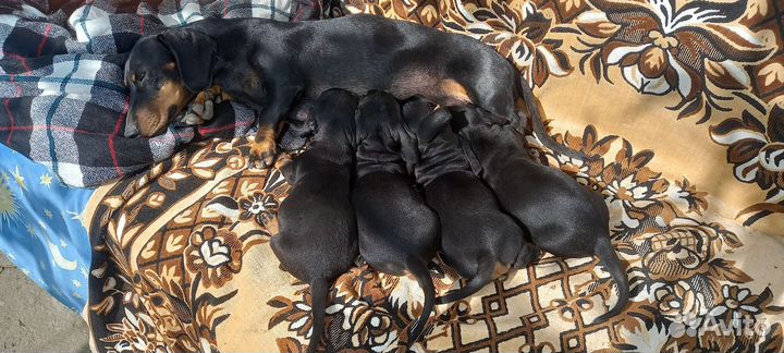 Щенки таксы стандарт