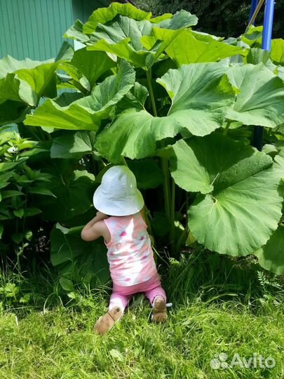 Саженцы дуба, лаконоса, черемши, полыни