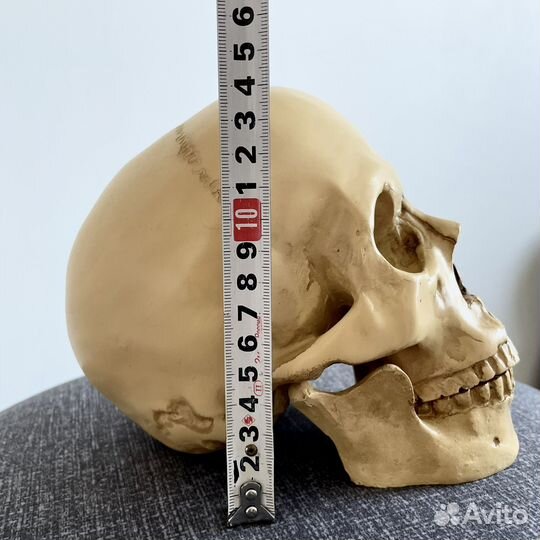 Череп реалистичный