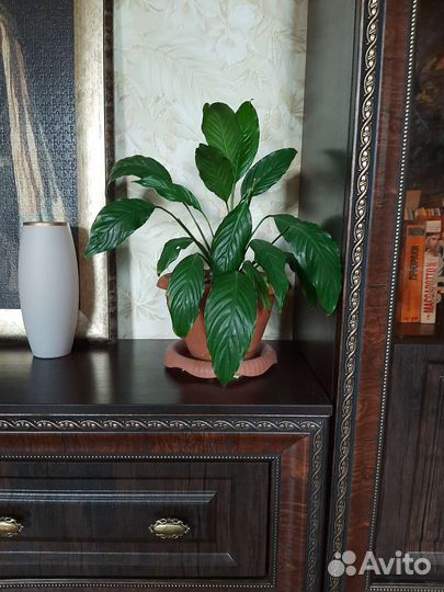 Спатифиллум