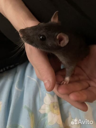 Домашние крысы