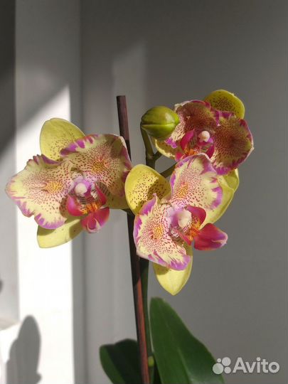 Взрослый, цветущий Phal.Cupid star бабочка SON YA