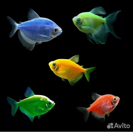 Рыбки оптом