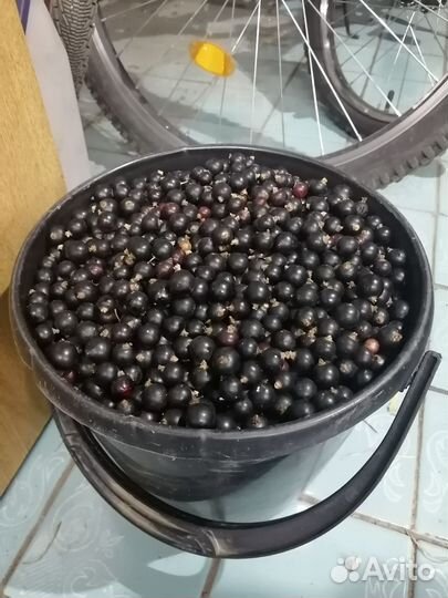 Черная смородина