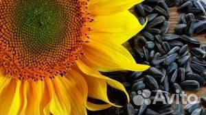 Семечка кормовая