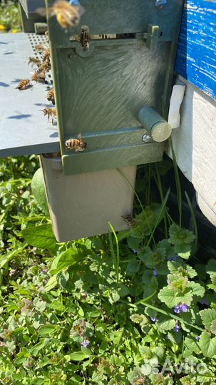 Мёд с собственной пасеки Солондаевых