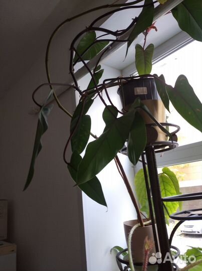 Филодендрон