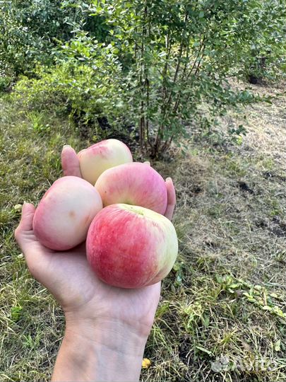 Яблоки 50 р кг