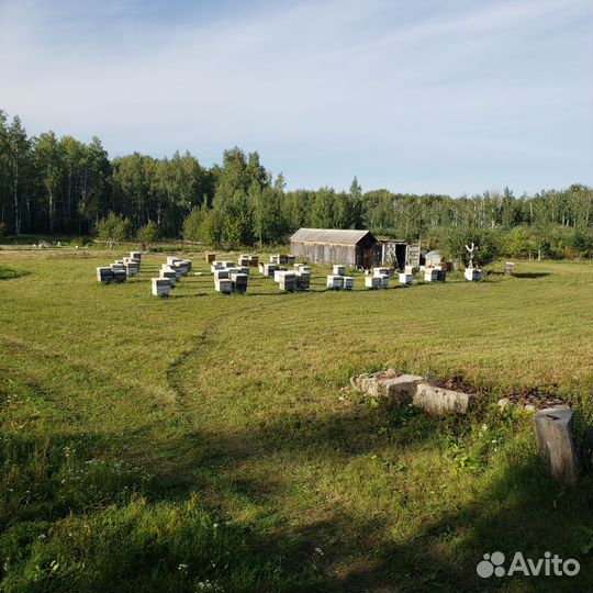Пчелосемьи