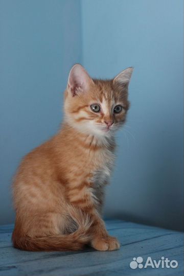 Милые котята