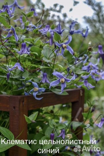 Парадизея, княжик, клематис, многолетники, семена