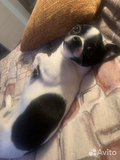 Вязка чихуахуа мальчик