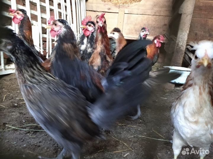 Декоративные куры