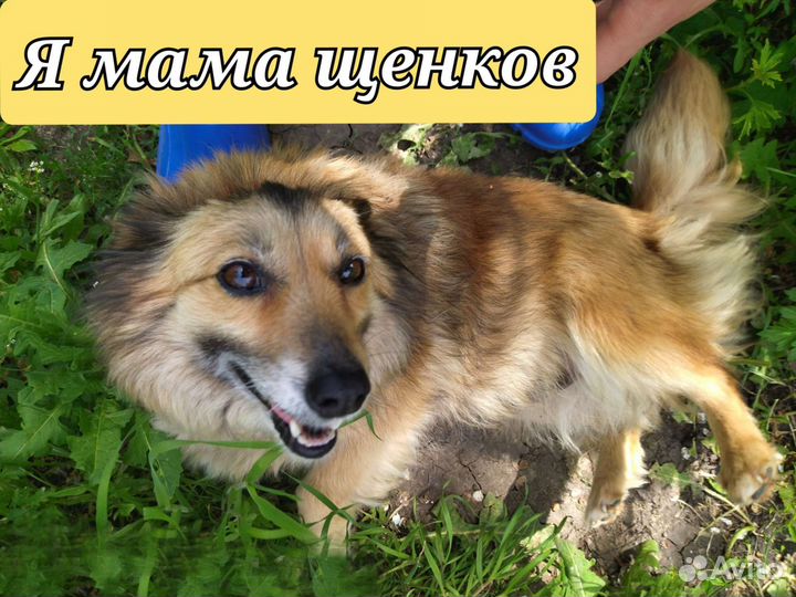 Щенки маленькой собачки 1,5 - 2 месяца