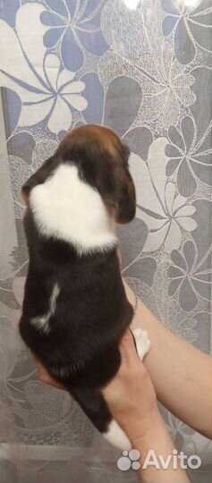 Щенки бигль