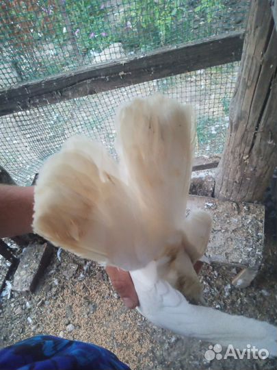 Голуби широкохвостные белые