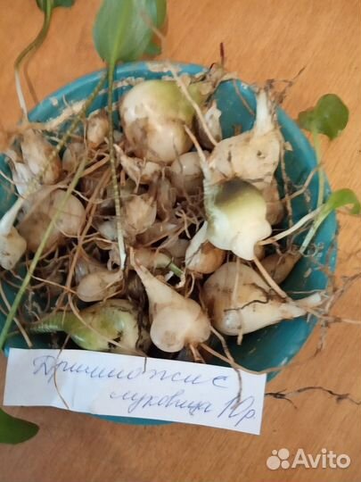 Луковицы дримиопсиса