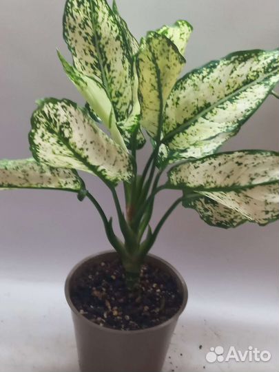 Аглаонема вайт киви