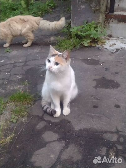 Кошки бесплатно