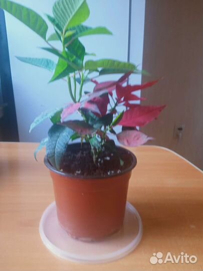 Антуриум и другие цветы
