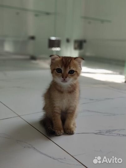 Шотландская