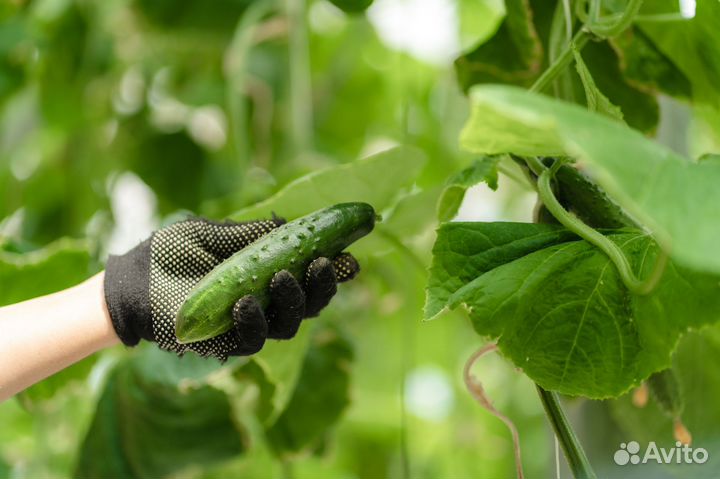 Овощевод (ст. Марьянская)