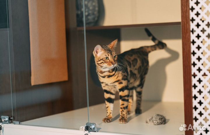 Передержка домашних животных