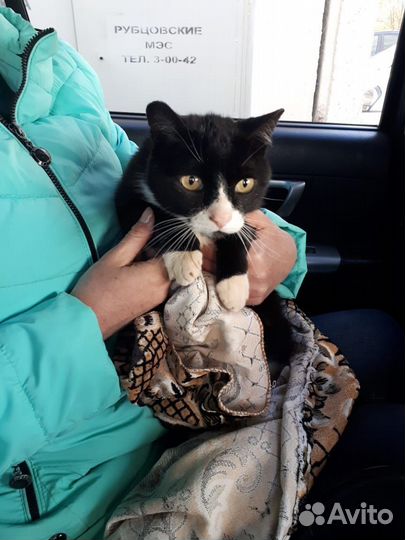 Котик Мусик