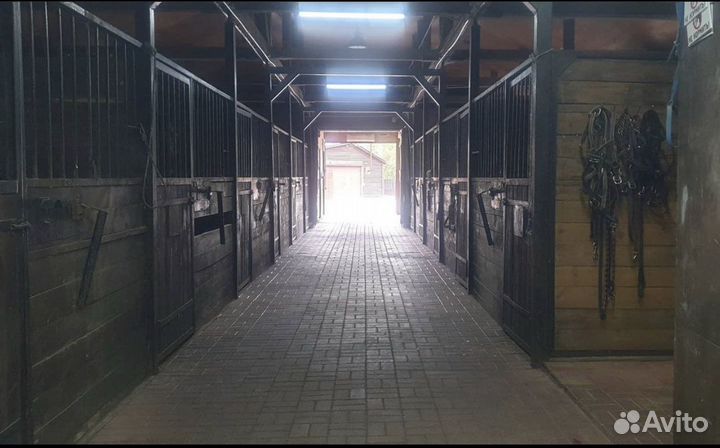 Помощник на конюшню