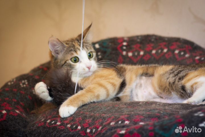 Трехцветная кошечка Лиза ищет дом