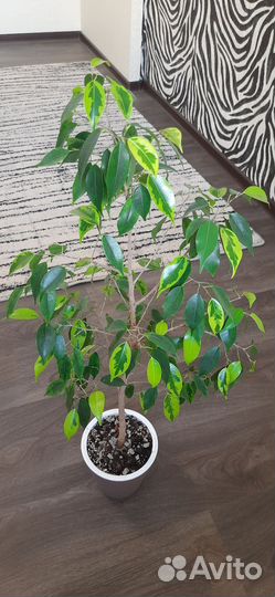 Фикус бенджамина