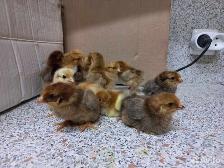 Цыплята суточные кучинская юбилейная