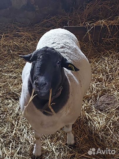 Баран Дорпер