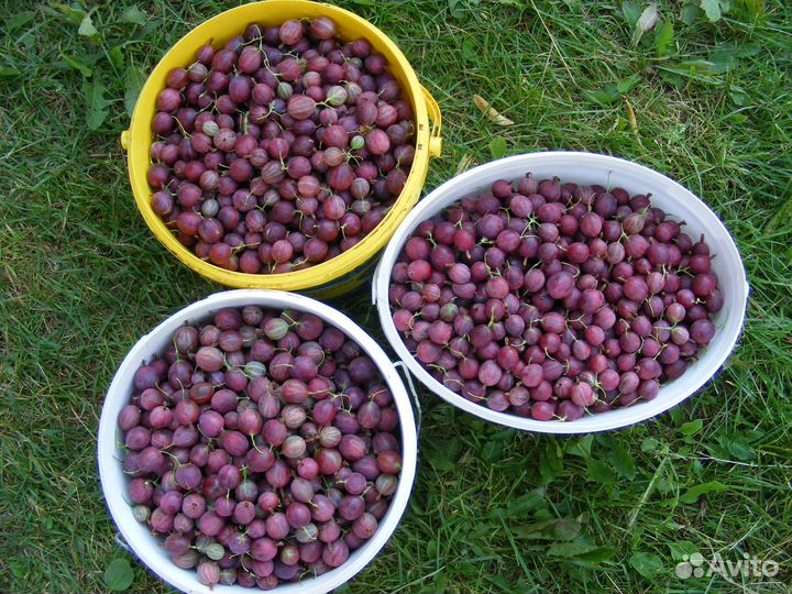 Крыжовник коричневый и зелёный