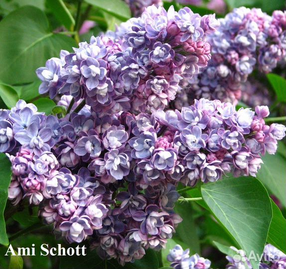 Сирень сортовая в ассортименте